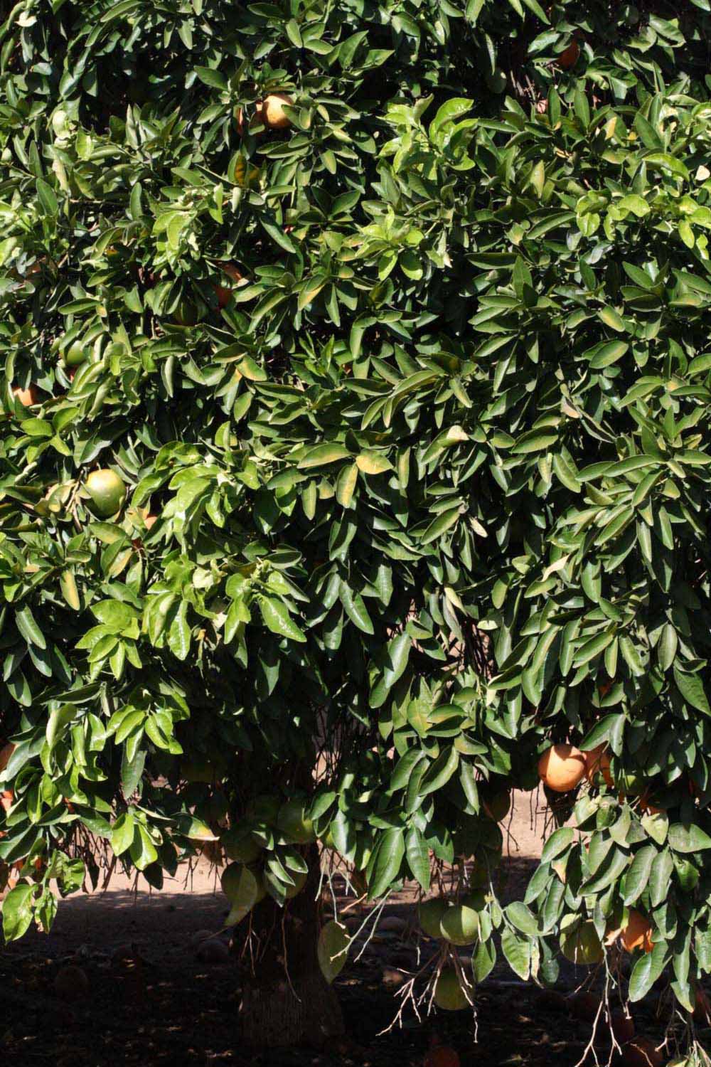            Habit (Riverside, CA)   